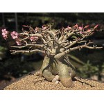  Adenium Socotranum