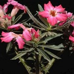  Adenium Somalense 