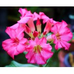  Adenium Obesum Pink Pearl