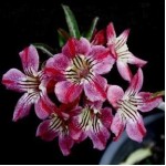  Adenium Obesum Claret Tiger 