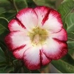  Adenium Obesum Gem Stone