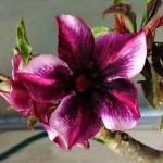  Adenium Obesum Violetta Aromatic