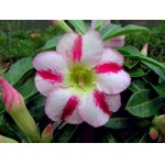  Adenium Obesum Fragrant Delight 