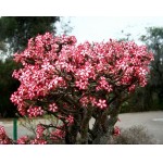  Adenium Multiflorum 