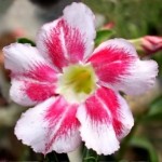  Adenium Obesum Christmas Eve 