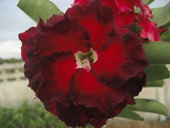  Adenium Obesum Ninja 