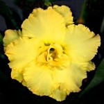  Adenium Obesum Happy Gold