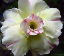  Adenium Obesum Mekkalar 