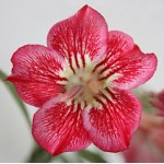  Adenium Obesum Strawberry