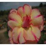  Adenium Obesum Tongnopprakun 