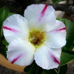  Adenium Obesum Bonanza