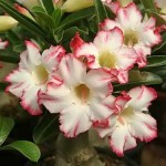  Adenium Obesum Uranian