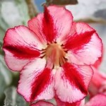  Adenium Obesum Blondie Red