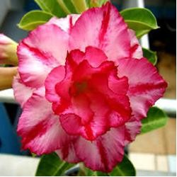  Adenium Obesum Triple Aroma 