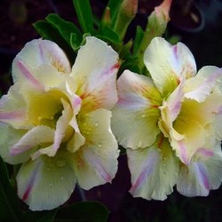  Adenium Obesum Tongsaprang 