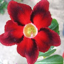  Adenium Obesum Blood Diamond 