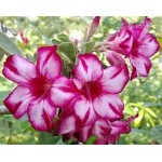  Adenium Obesum Happy In Bloom