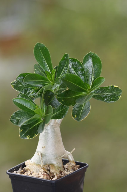  Adenium Arabicum Dwarf RCN 