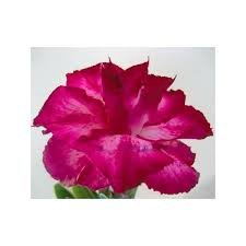  Adenium Obesum Yingruay