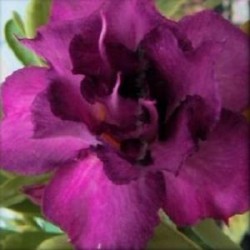  Adenium Obesum Double Violet 