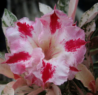  Adenium Obesum Rainbow Diamond 