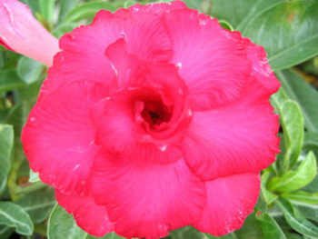  Adenium Obesum Pryaopink 