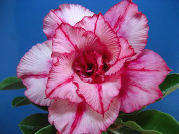  Adenium Obesum Chompoodownroung 