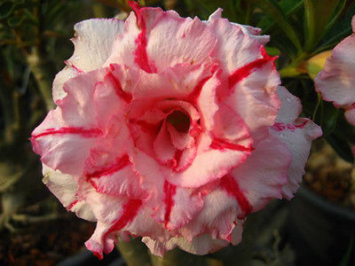  Adenium Obesum Promsap 