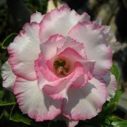  Adenium Obesum Ploypakay 