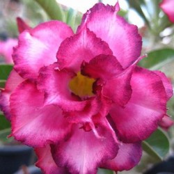  Adenium Obesum Moungtrapjaroun 