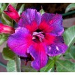  Adenium Obesum Kaleidoscope