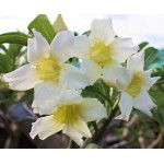  Adenium Obesum Pop Corn