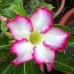  Adenium Obesum Kiss Star