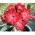  Adenium Obesum Have A Dream Is The Most Beautiful 