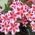  Adenium Obesum Fire Works 