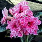  Adenium Obesum Triple NEW-33