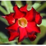  Adenium Obesum Double Black Crystal