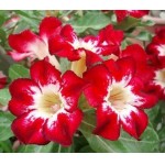  Adenium Obesum Flame of Love 