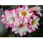  Adenium Obesum Happy Bunny