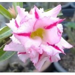  Adenium Obesum Double Snow Ball 