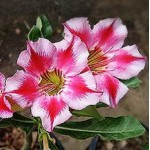  Adenium Obesum Chain of Love