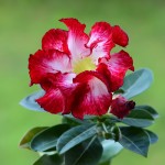   Adenium Obesum Super Star of Tomorrow 