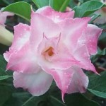  Adenium Obesum Triple NEW-25