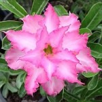  Adenium Obesum Triple Pretty in Pink