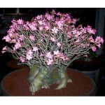  Adenium Arabicum Dwarf Black RCN