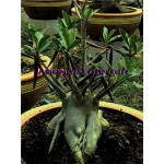  Adenium Arabicum Dwarf Black PNW 