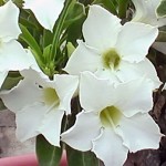  Adenium Obesum Fragrant Star