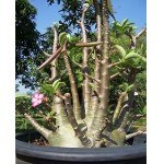  Adenium Arabicum Black Dragon