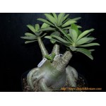  Adenium Arabicum Desert Night Fork