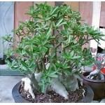  Adenium Arabicum Lopbhuri